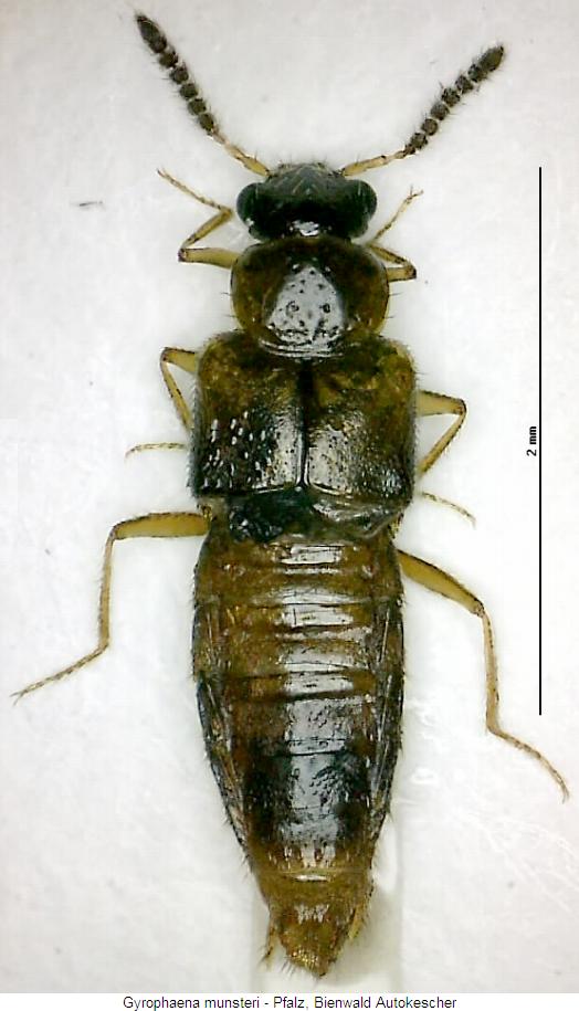 gyrophaena_munsteri_hab.jpg