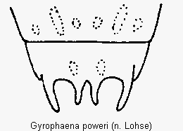 gyrophaena_poweri_terg.gif