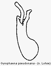 gyrophaena_pseudonana.gif