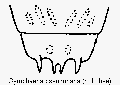 gyrophaena_pseudonana_terg.gif