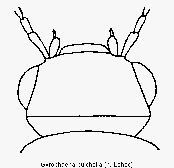 gyrophaena_pulchella_k.gif