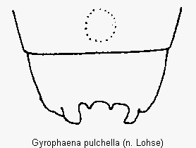 gyrophaena_pulchella_terg.gif