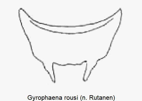 gyrophaena_rousi_ter.gif