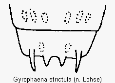 gyrophaena_strictula_terg.gif