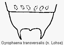 gyrophaena_transversalis_terg.gif