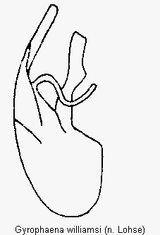 gyrophaena_williamsi.gif