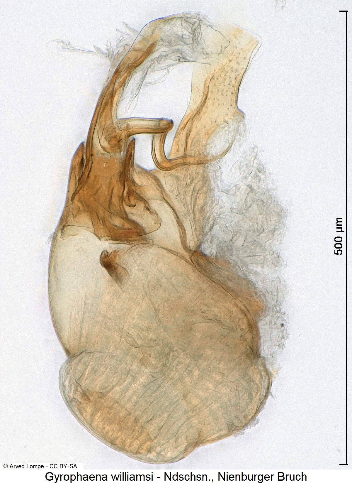 gyrophaena_williamsi_ck23460.jpg