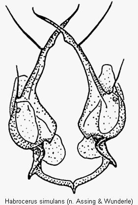habrocerus_simulans_segm8.gif