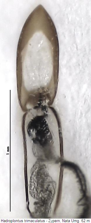 hadroplontus_trimaculatus.jpg