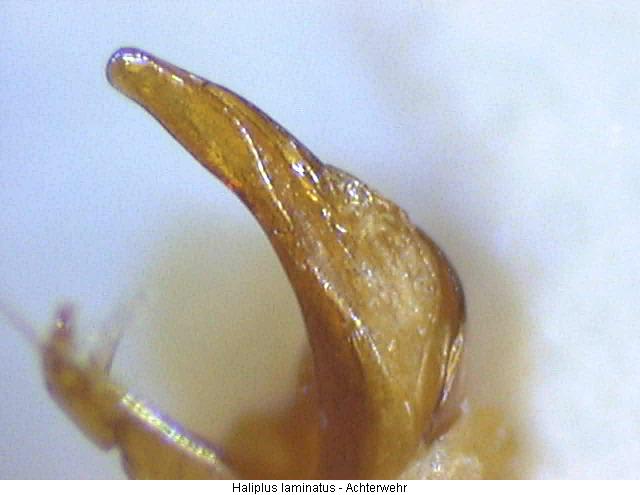 haliplus_laminatus.jpg