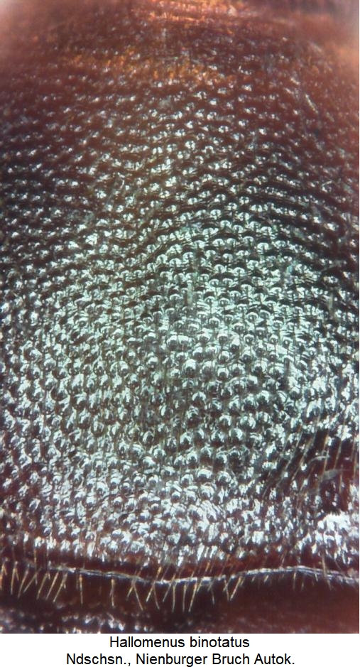 hallomenus_binotatus_hsch.jpg