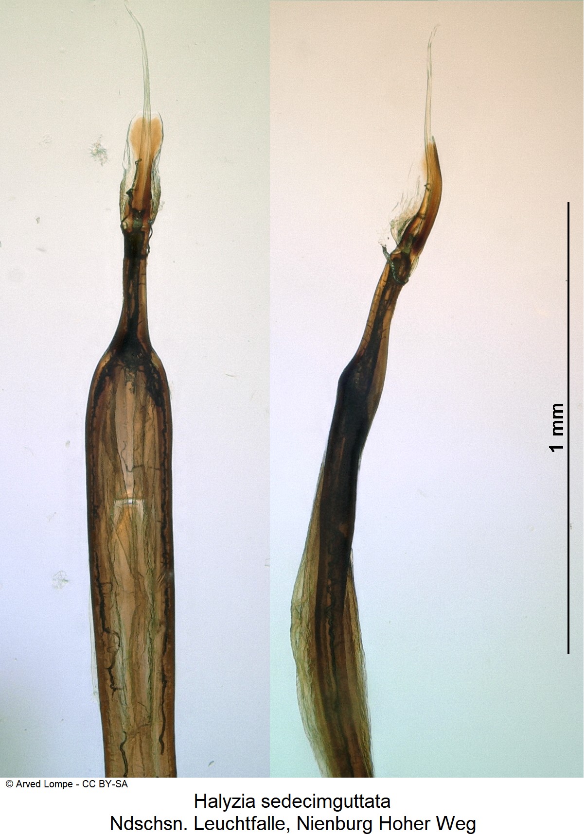 halyzia_sedecimguttata_ck33343243_pen.jpg