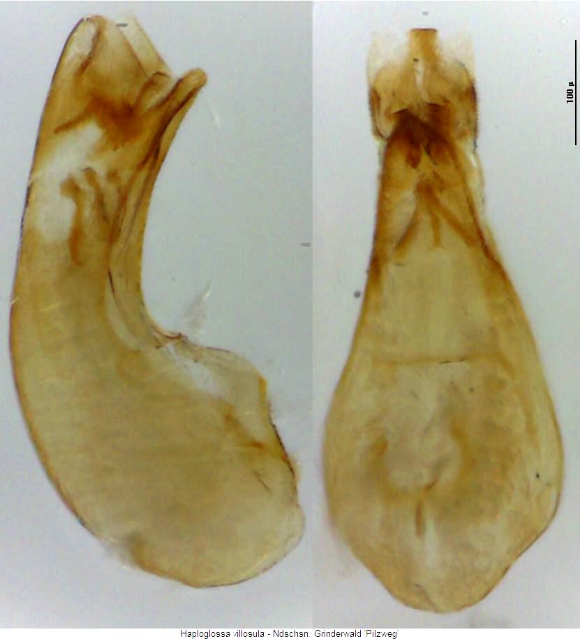 haploglossa_villosula.jpg
