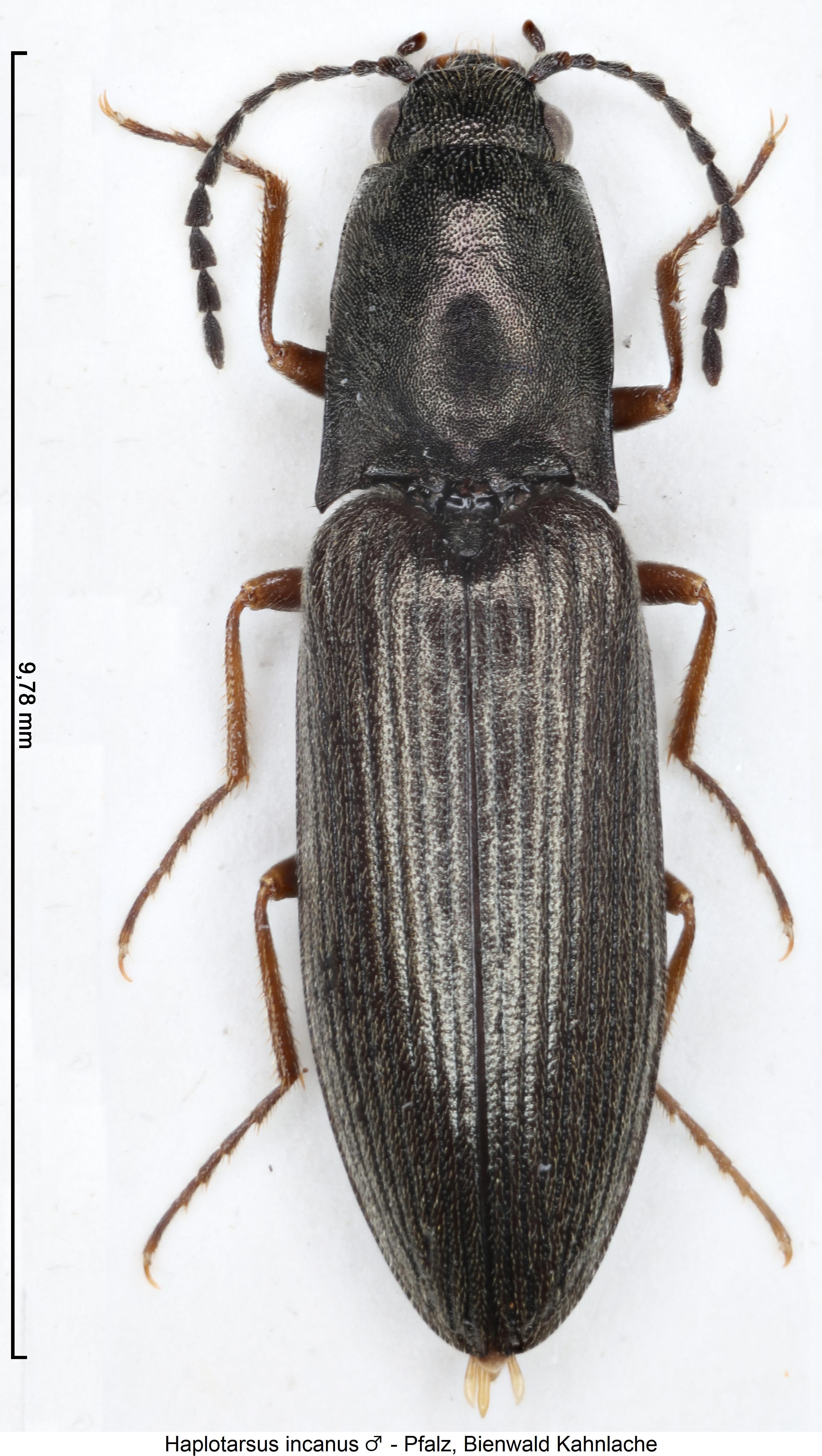 haplotarsus_incanus_m_hab.jpg
