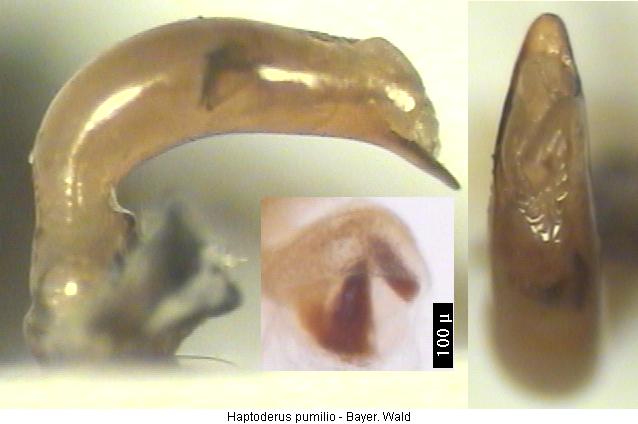 haptoderus_pumilio.jpg