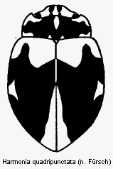 harmonia_quadripunctata_fld.gif