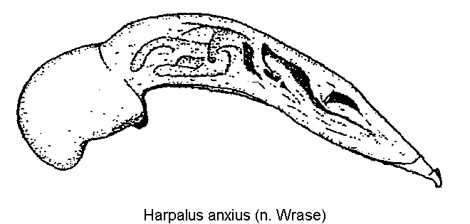 harpalus_anxius.gif