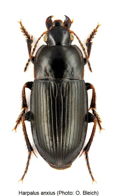 harpalus_anxius_hab.jpg