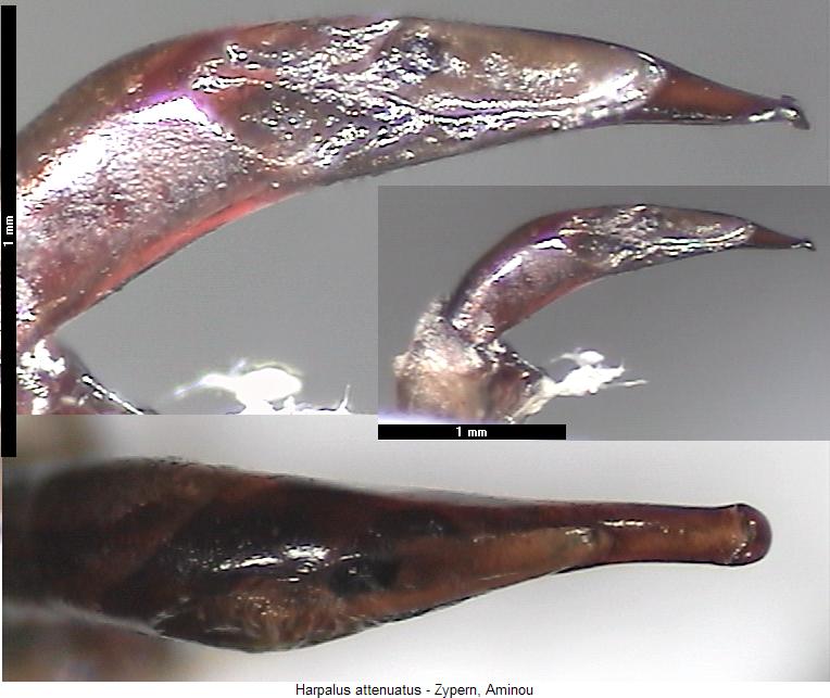 harpalus_attenuatus.jpg