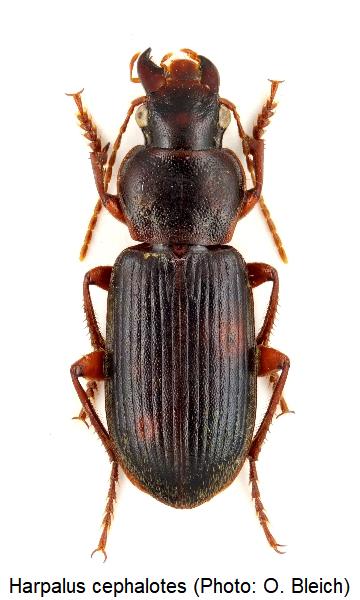 harpalus_cephalotes_hab.jpg