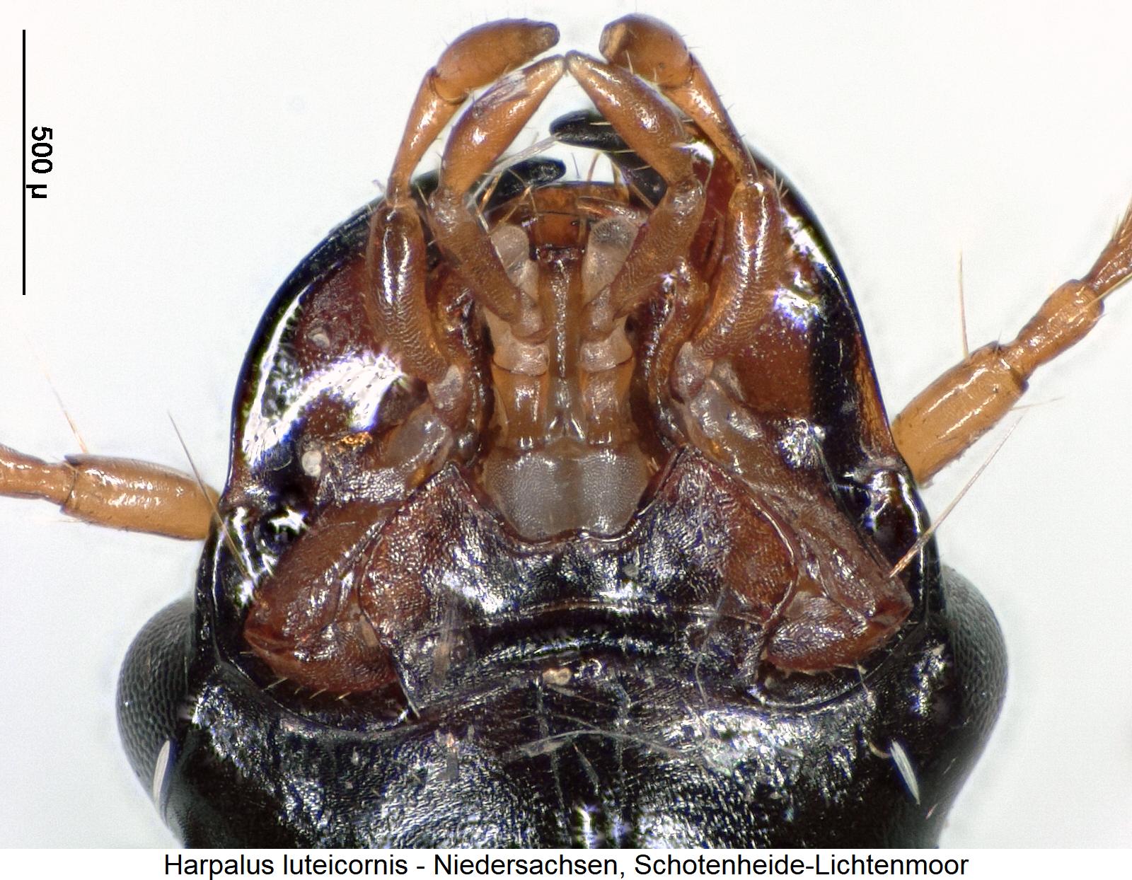 harpalus_luteicornis_ment.jpg
