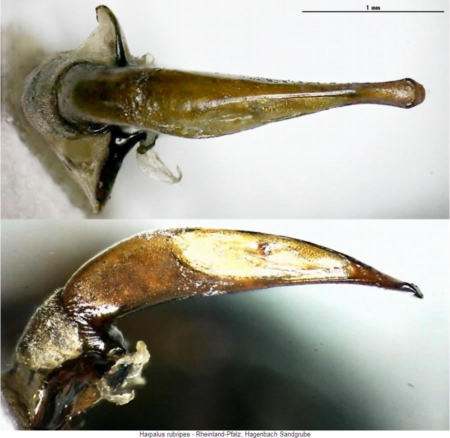 harpalus_rubripes.jpg