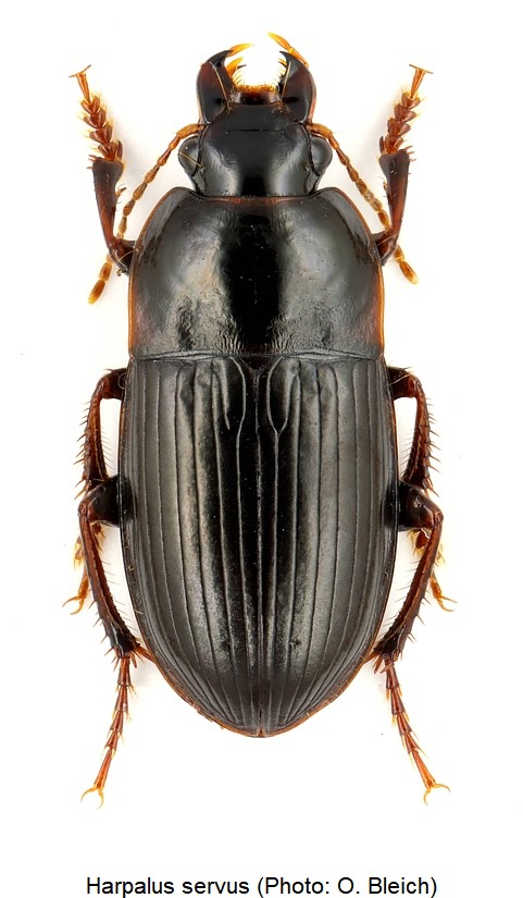harpalus_servus_hab.jpg
