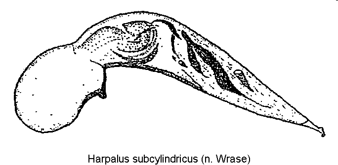 harpalus_subcylindricus.gif