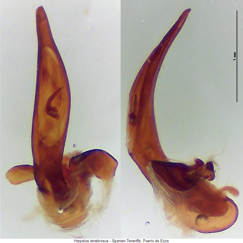 harpalus_tenebrosus.jpg