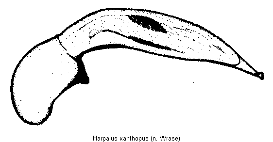 harpalus_xanthopus.gif