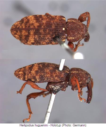 heilipodus_huguenini_type.jpg