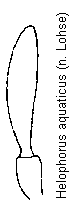 helophorus_aquaticus_kfts.gif