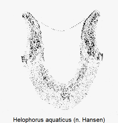 helophorus_aquaticus_w_ter.gif