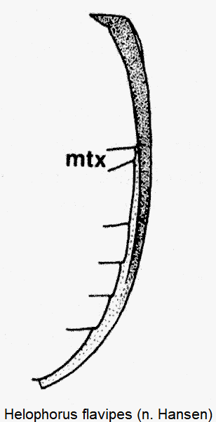 helophorus_flavipes_epipleuren.gif
