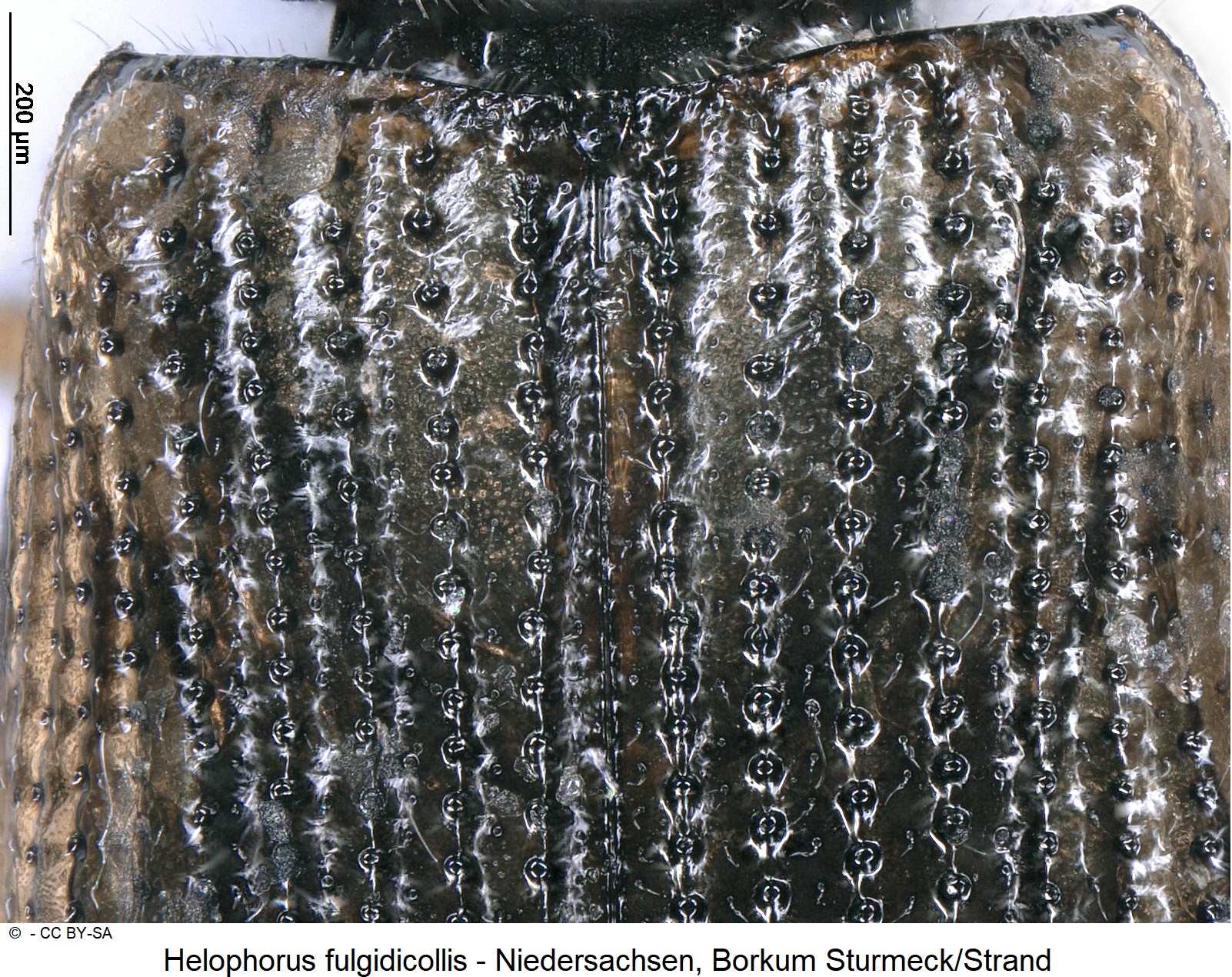 helophorus_fulgidicollis_ck33164073_fld.jpg