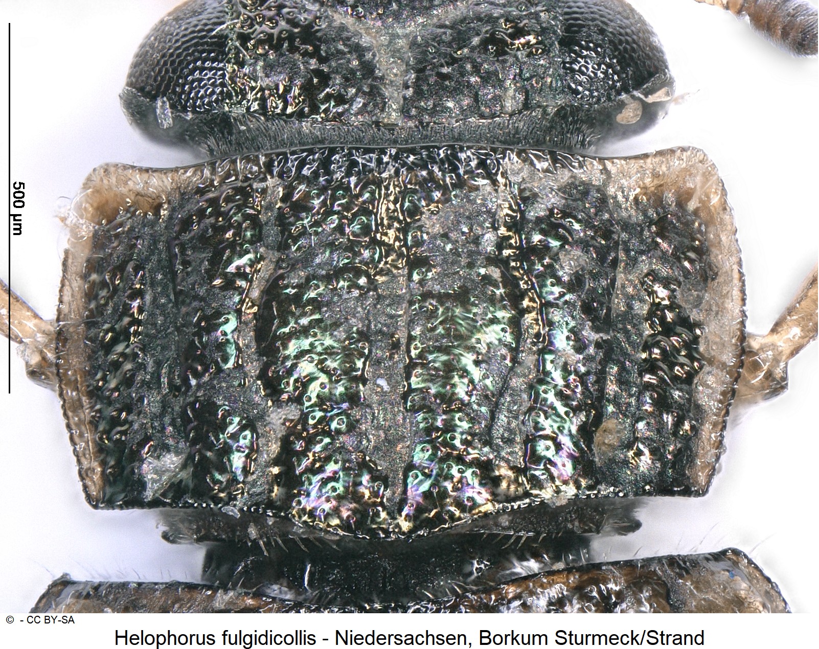 helophorus_fulgidicollis_ck33164073_hsch.jpg