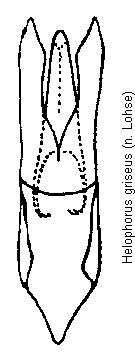 helophorus_griseus.gif