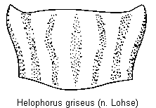 helophorus_griseus_hsch.gif