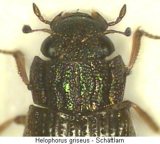 helophorus_griseus_hsch.jpg