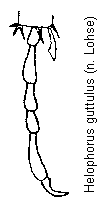 helophorus_guttulus_htr.gif