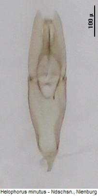 helophorus_minutus.jpg