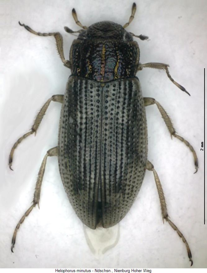 helophorus_minutus_hab.jpg