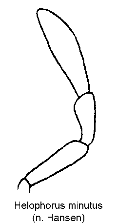 helophorus_minutus_ts.gif