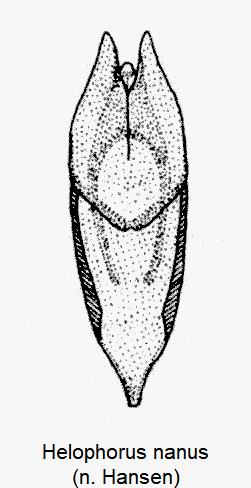 helophorus_nanus-1.gif