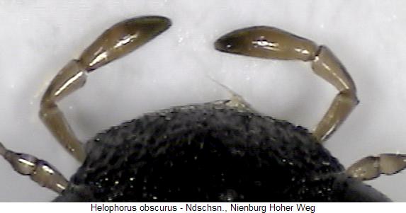 helophorus_obscurus_ts.jpg