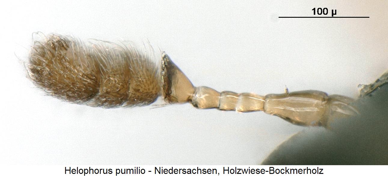 helophorus_pumilio_f.jpg
