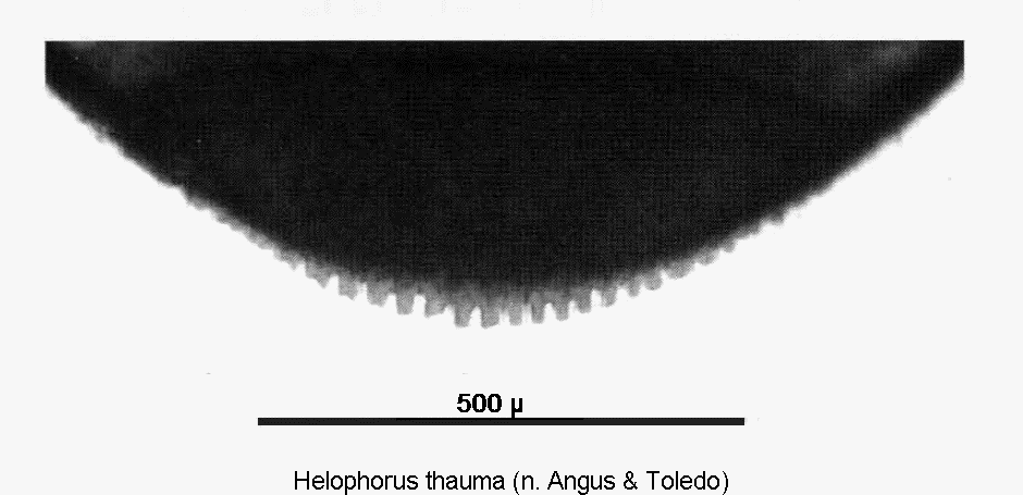 helophorus_thauma_ster.gif