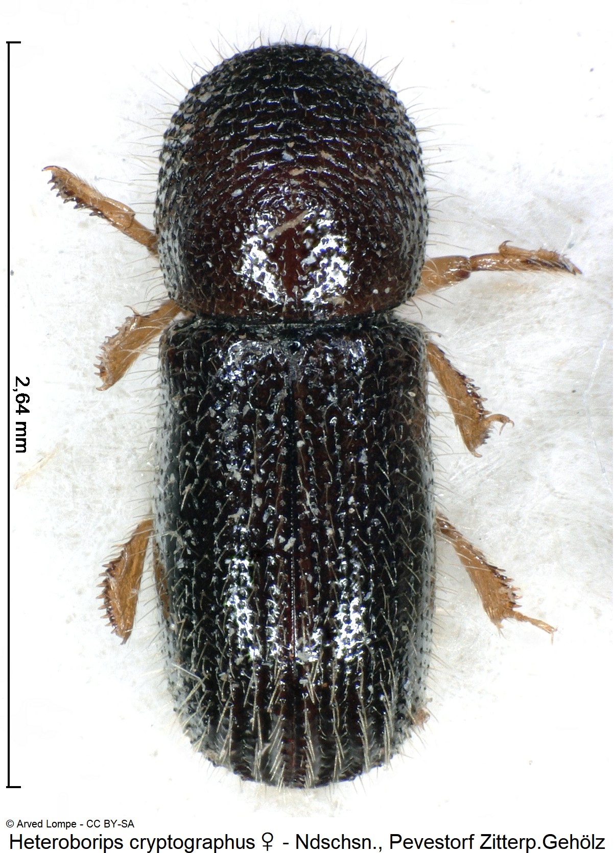 heteroborips_cryptographus_w_ck13032_hab.jpg