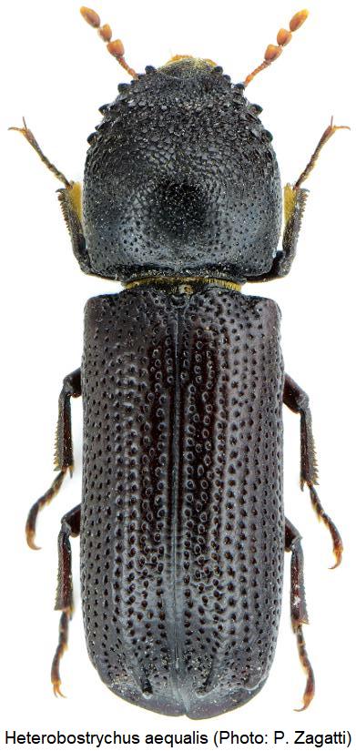 heterobostrychus_aequalis_hab.jpg
