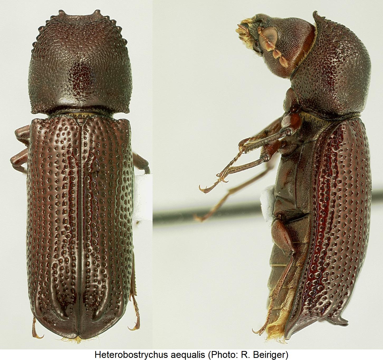 heterobostrychus_aequalis_hab1.jpg